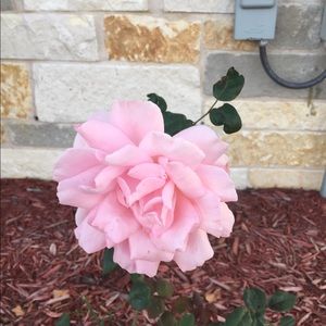 Meet your Posher, Mariah